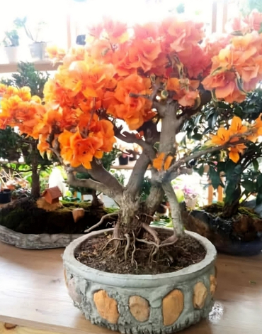 jardineros para terrazas en chia