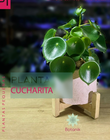 plantas para exteriores en chia