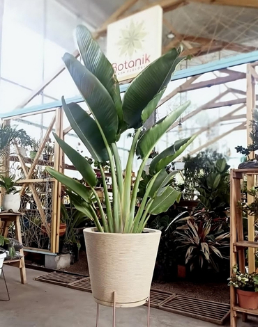 venta de plantas para jardines en bogota